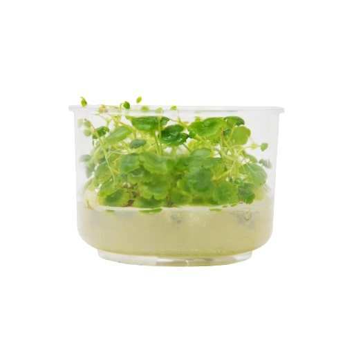 A plastic container with green plants from the best plant nursery near me.