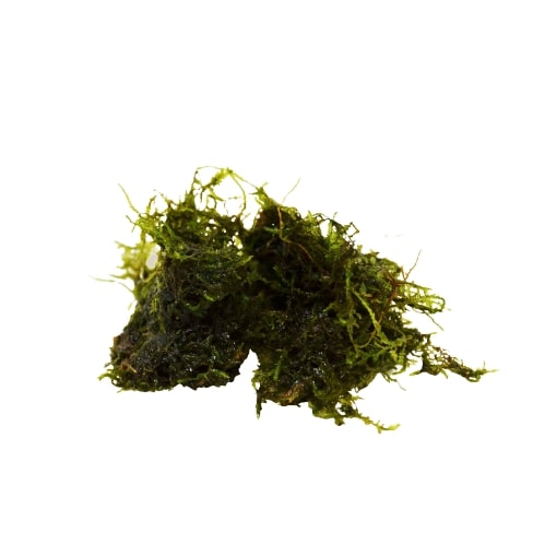 A lush pile of moss on a clean white background.