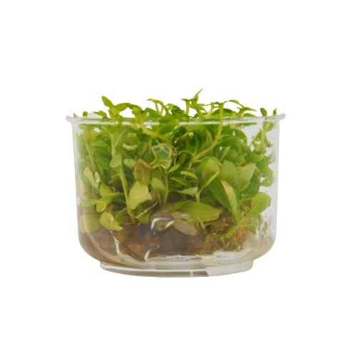 A small bowl of green plants in a clear container available at a top plant nursery near me.