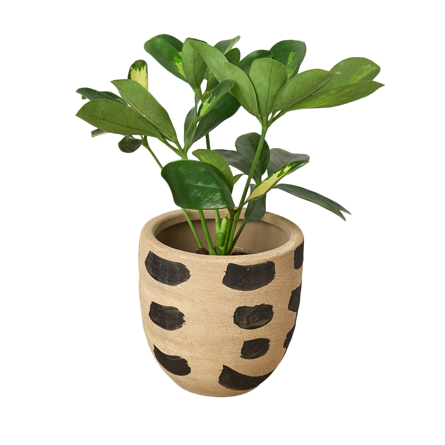 A potted plant with black and white polka dots, available at a top garden nursery near me.