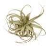An air plant on a white background, ideal for those searching for the best plant nursery near them.