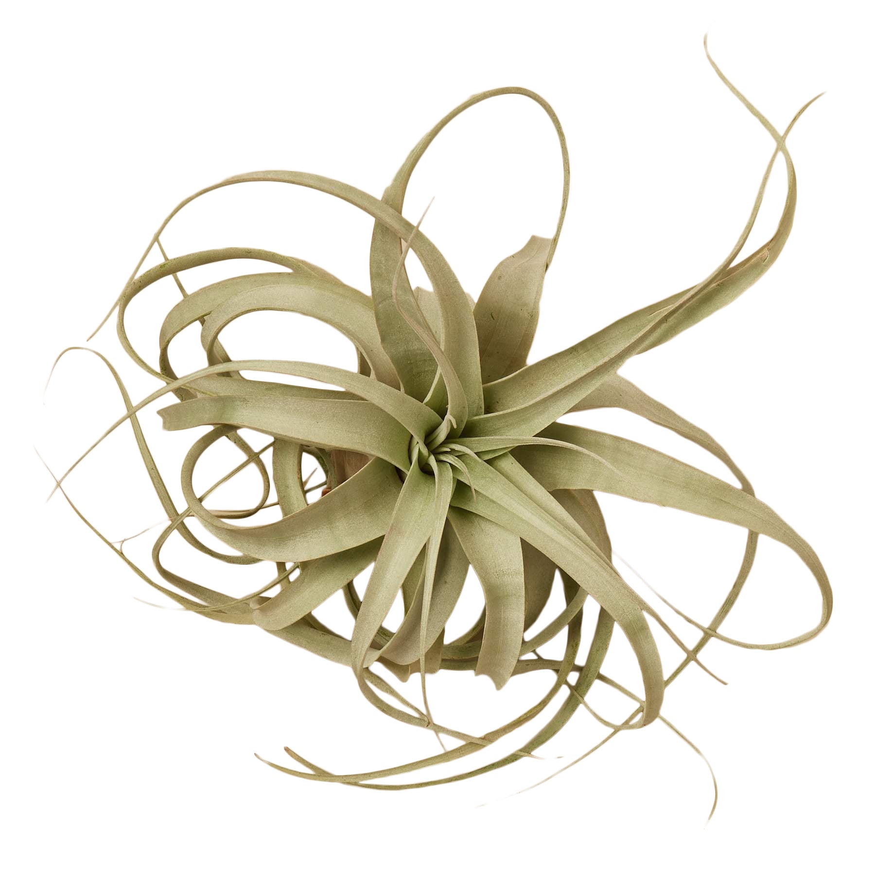 An air plant on a white background, ideal for those searching for the best plant nursery near them.