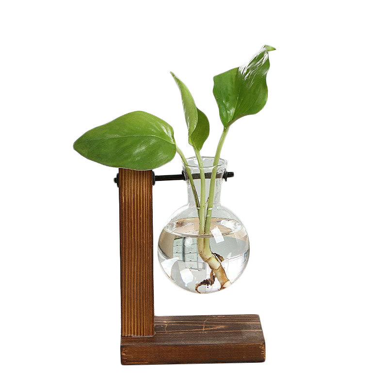In a top garden center near me, you'll find a plant displayed elegantly in a glass vase on a wooden stand.