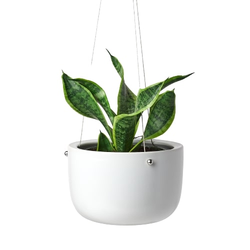 A white hanging planter with a snake plant in it, available at the best garden nursery near me.
