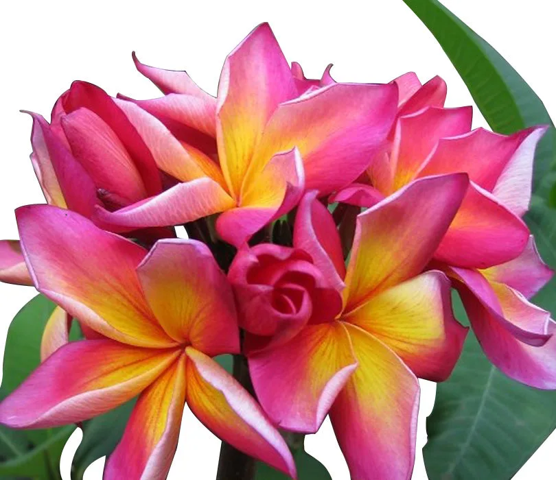 A bunch of pink and yellow flowers from the best garden nursery near me, elegantly arranged in a vase.