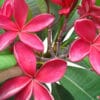 A hand is delicately grasping a vibrant red flower at the best garden nursery near me.