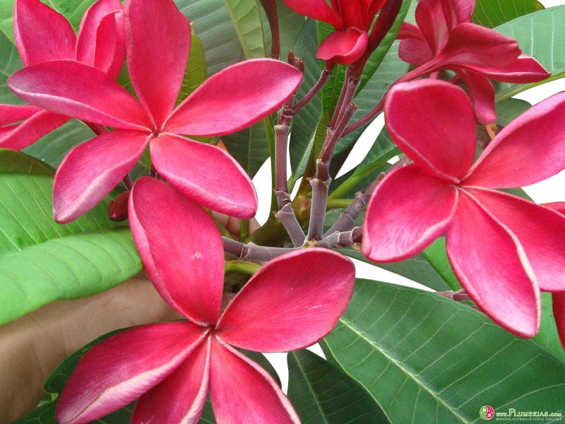 A hand is delicately grasping a vibrant red flower at the best garden nursery near me.