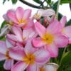 A bunch of pink and yellow flowers are blooming on a tree at one of the best garden nurseries near me.