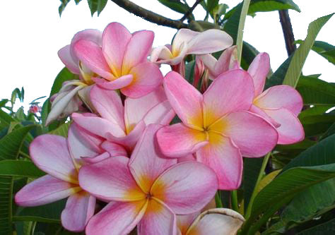 A bunch of pink and yellow flowers are blooming on a tree at one of the best garden nurseries near me.