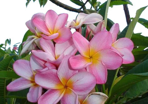 A bunch of pink and yellow flowers are blooming on a tree at one of the best garden nurseries near me.