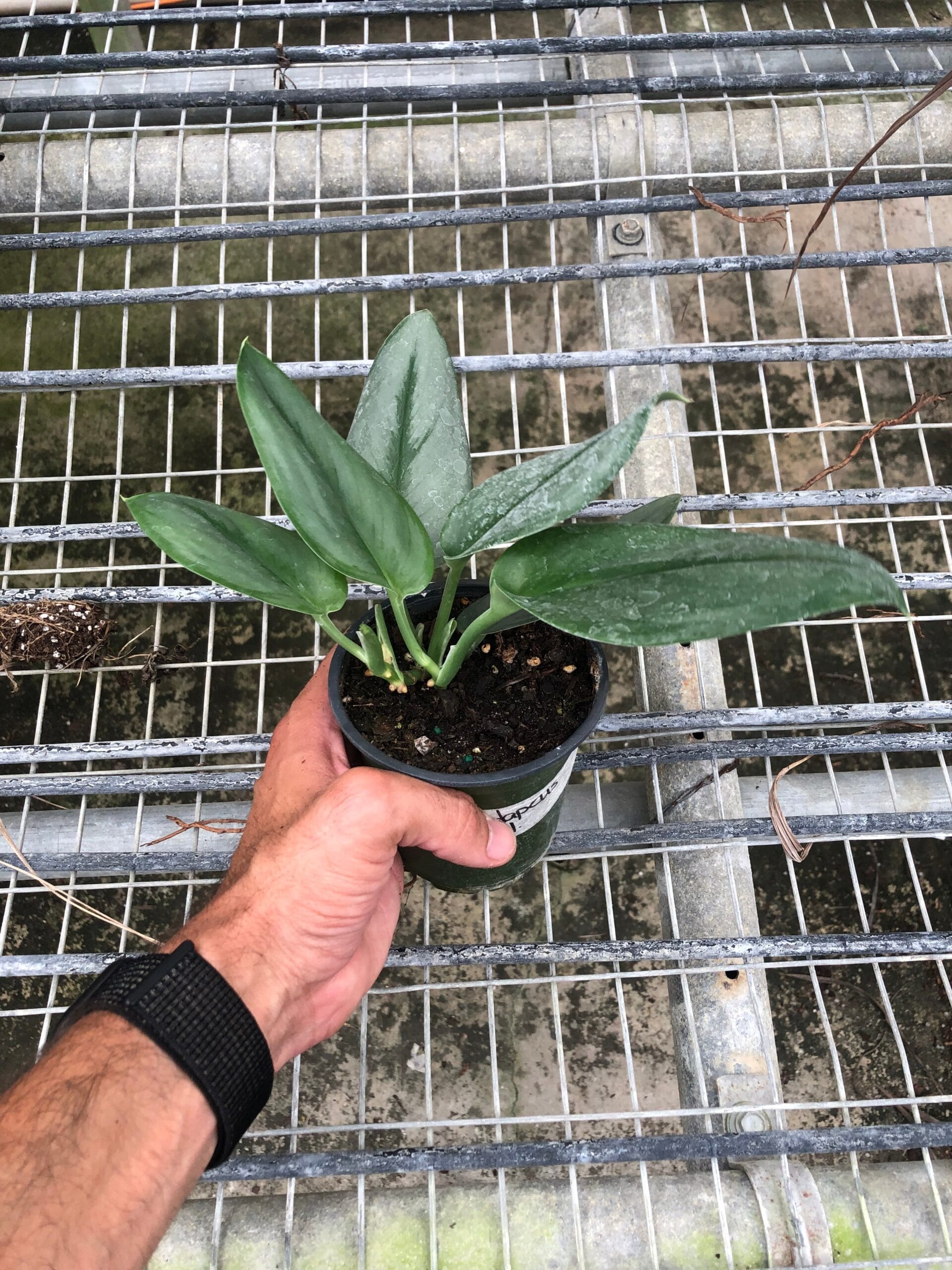 A person holding a small plant from a top plant nursery.