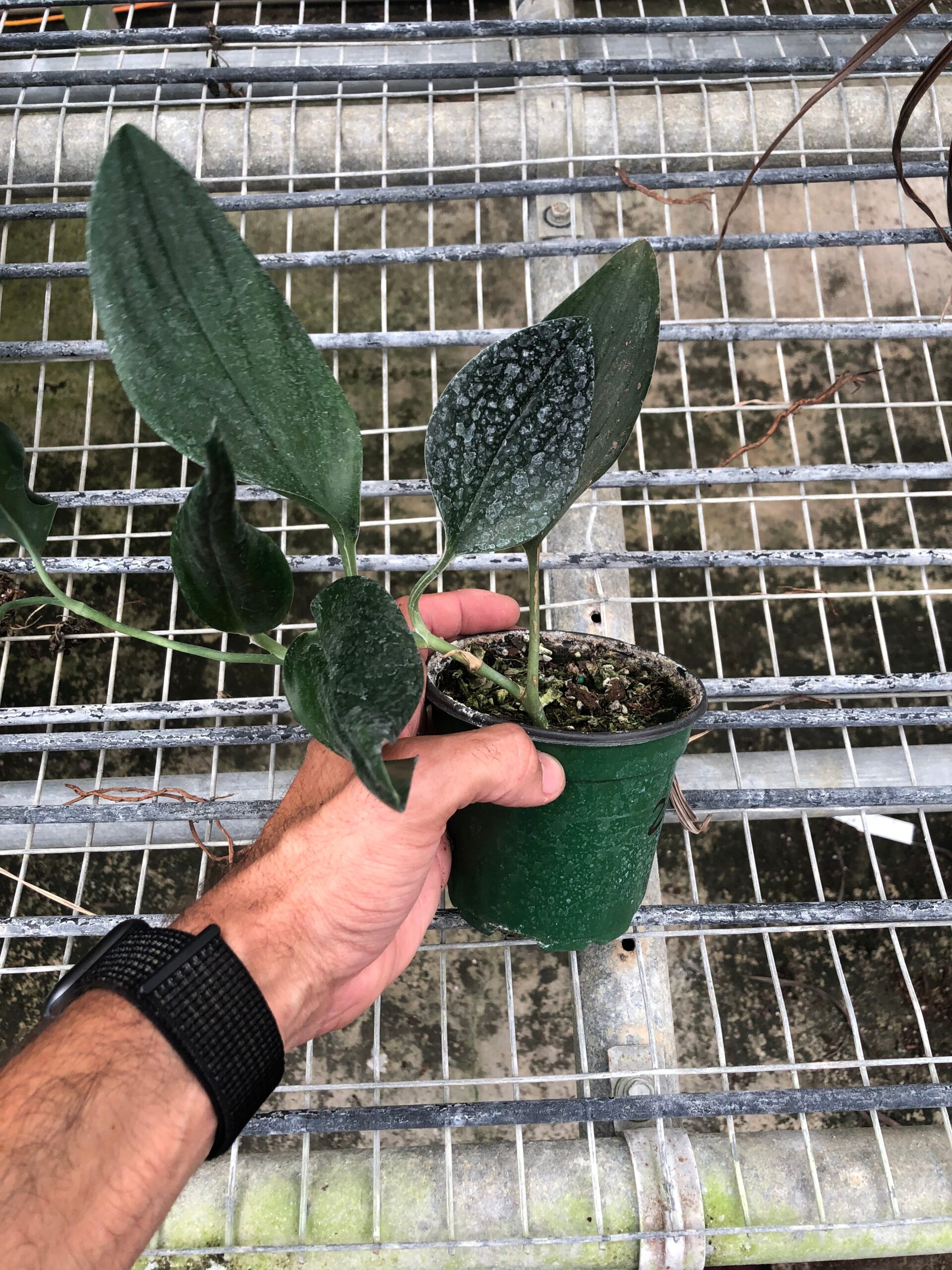 A person holding a plant in a metal cage at one of the top garden centers near me.