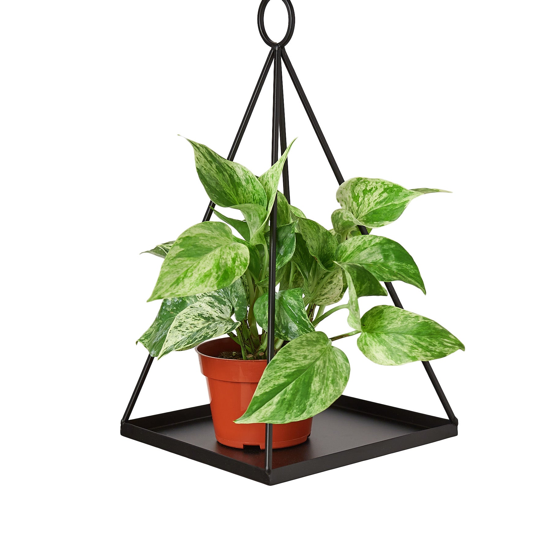 A stylish black triangle plant stand showcasing a beautifully potted plant.