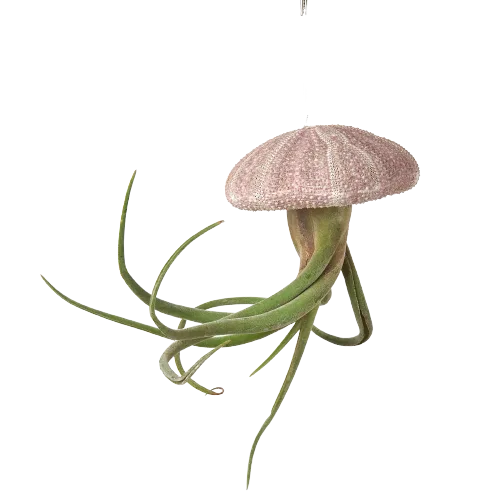 A pink air plant hanging from a black background, showcased at one of the top plant nurseries near me.