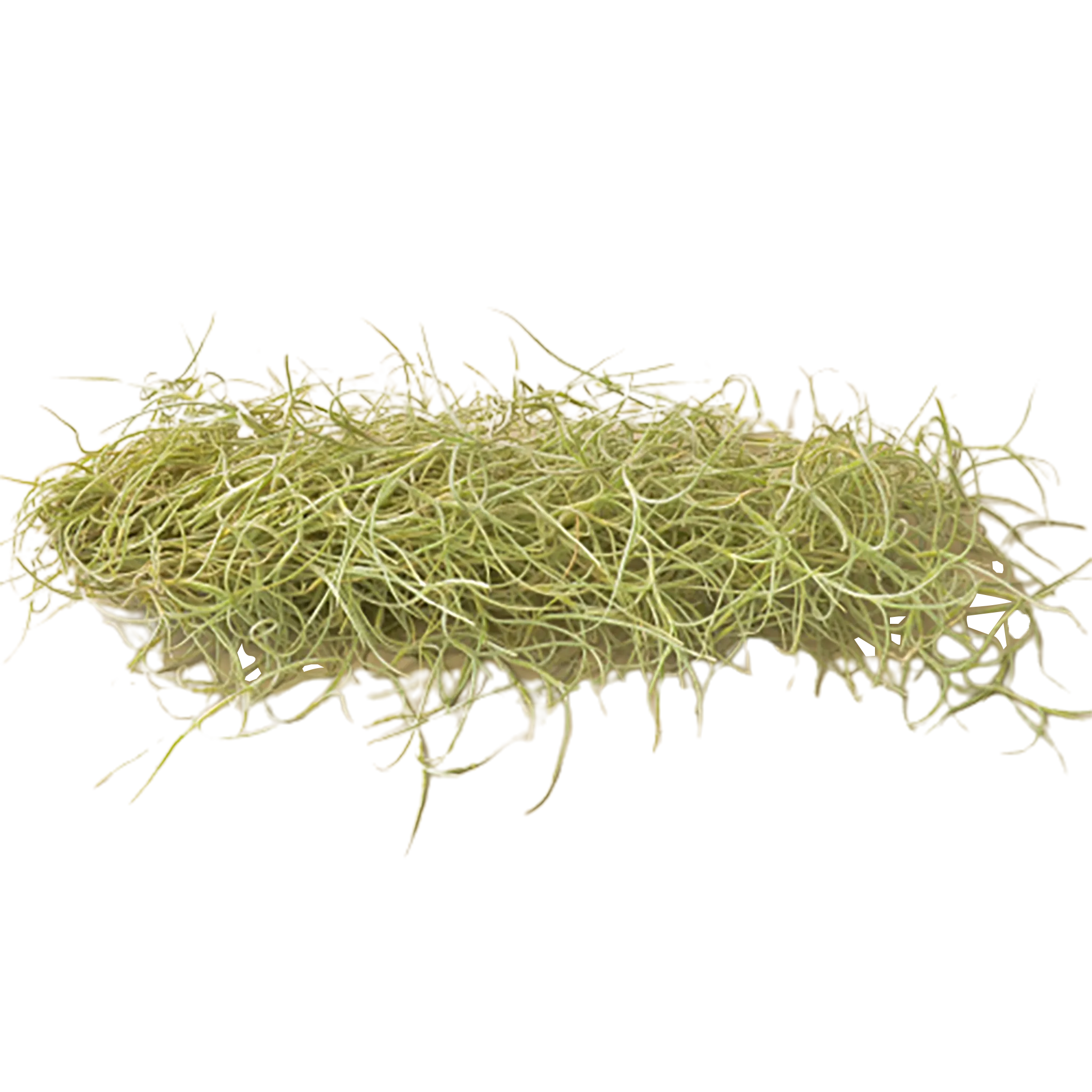 A pile of grass on a white background at one of the best plant nurseries near me.