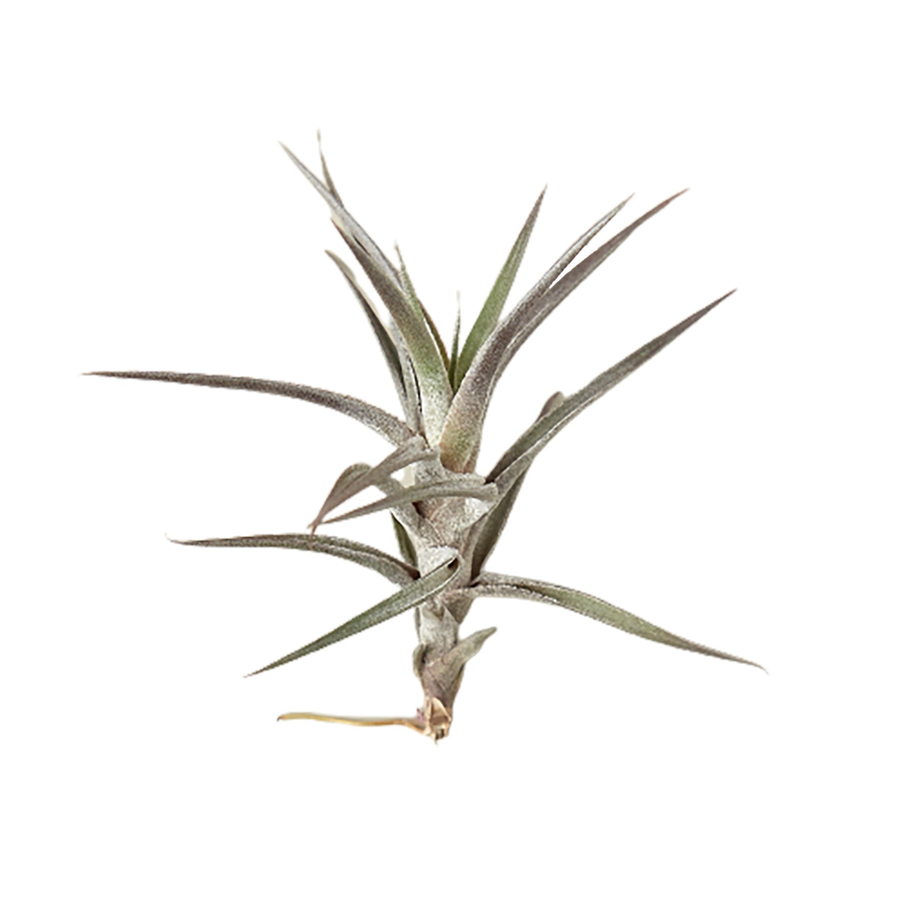 A small air plant on a white background from one of the best garden centers near me.