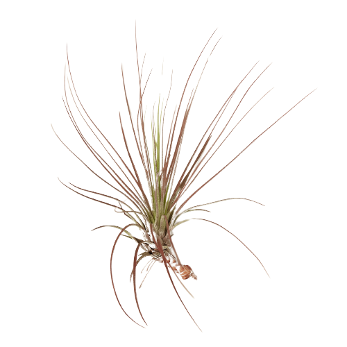 An air plant on a black background at one of the top plant nurseries near me.