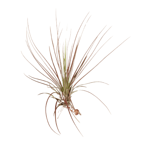 An air plant on a black background at one of the top plant nurseries near me.