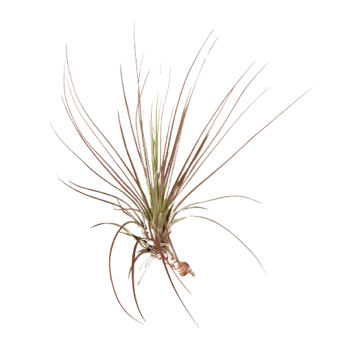 An air plant on a black background at one of the top plant nurseries near me.