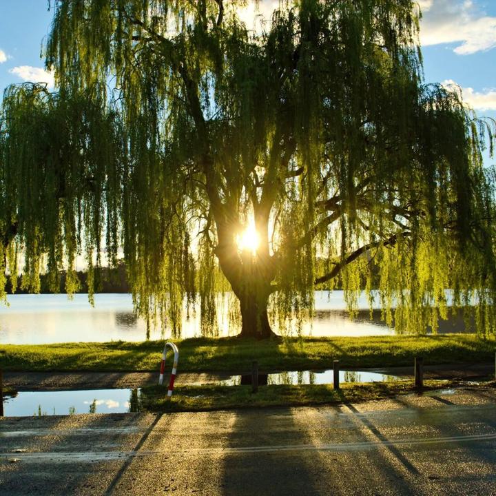 A majestic weeping willow tree gracefully stands in front of a serene lake.