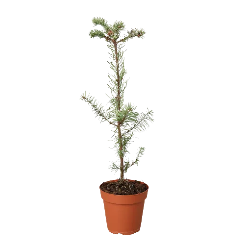 A small pine tree in a pot on a black background, showcased by one of the best plant nurseries near me.