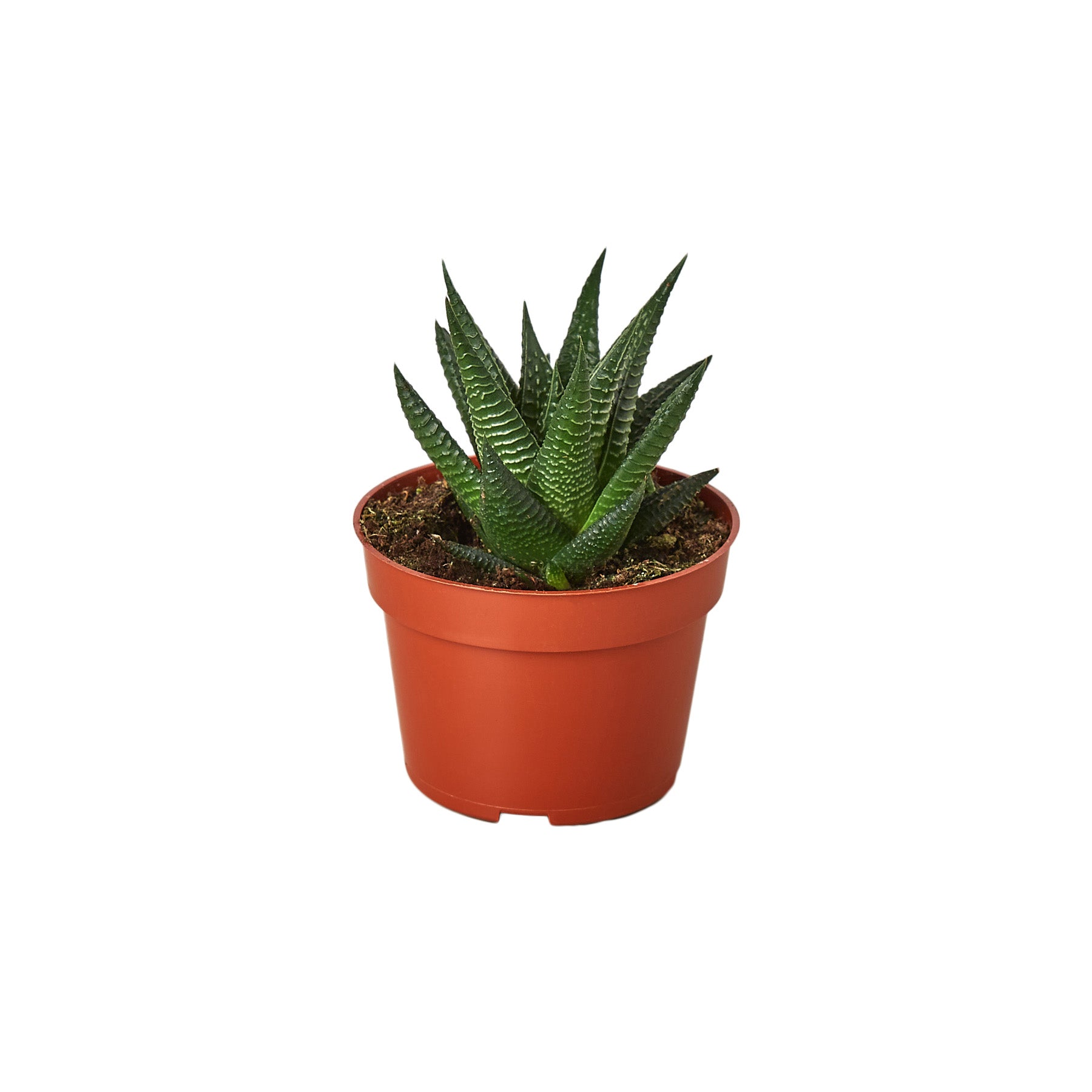 Aloe vera plant in a pot on a white background, available at the best garden nursery near me.