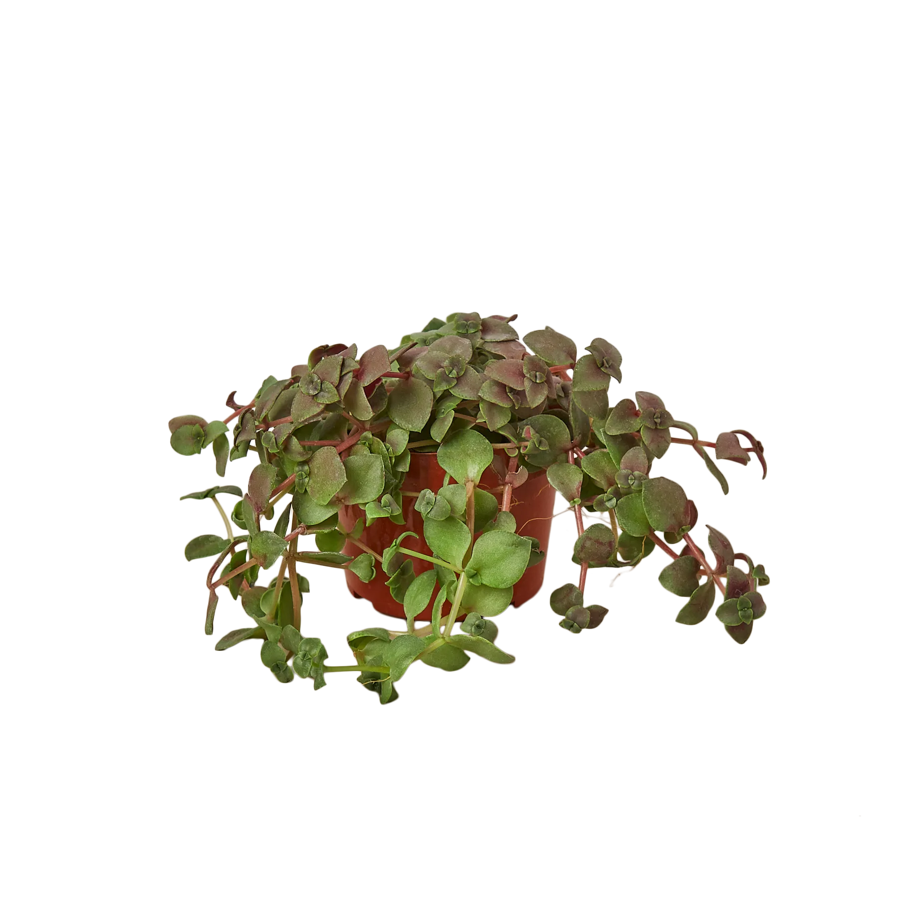A small plant in a pot on a table at one of the best garden centers near me.
