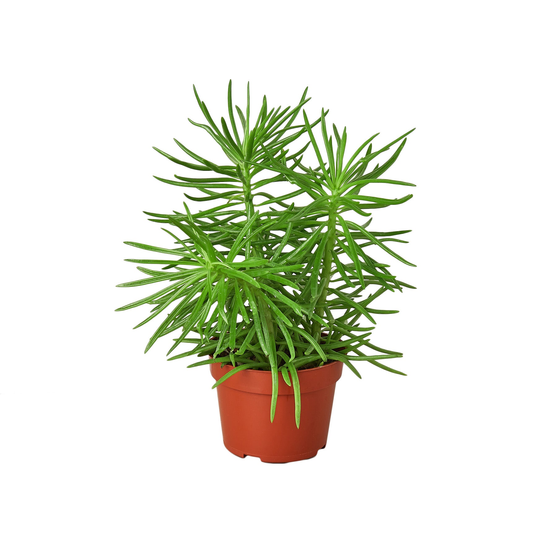 A small plant in a pot on a white background. (Keywords: plant nursery near me, garden centers)