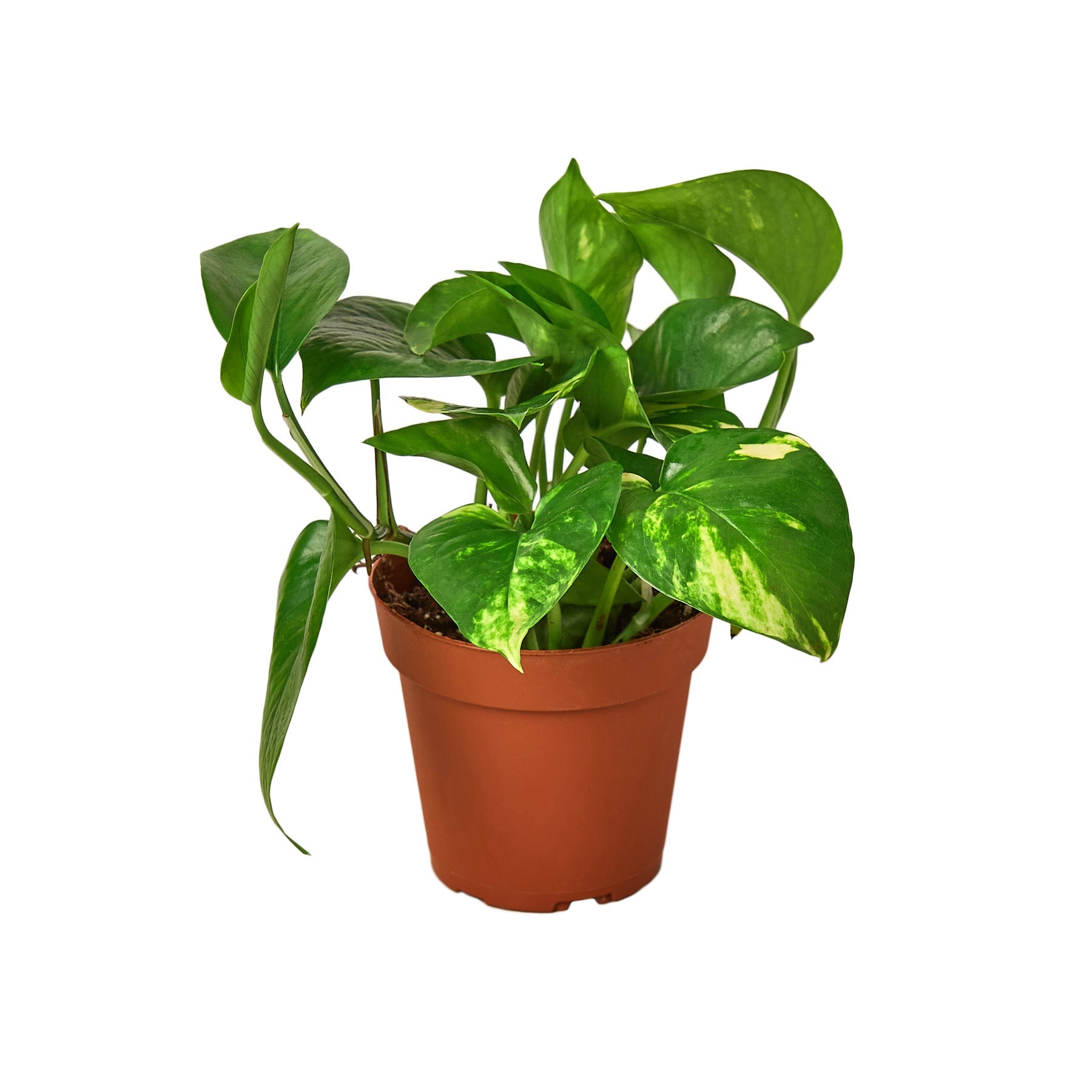 A plant in a pot on a white background at the best garden center near me.