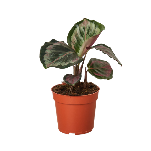 A plant in a red pot on a black background at the best garden center near me.