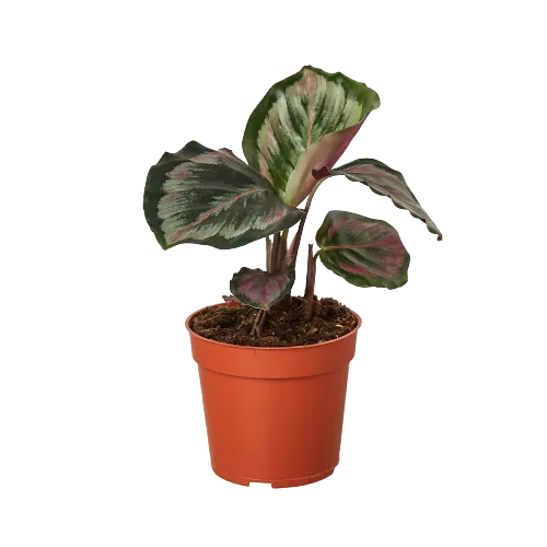 A plant in a red pot on a black background at the best garden center near me.