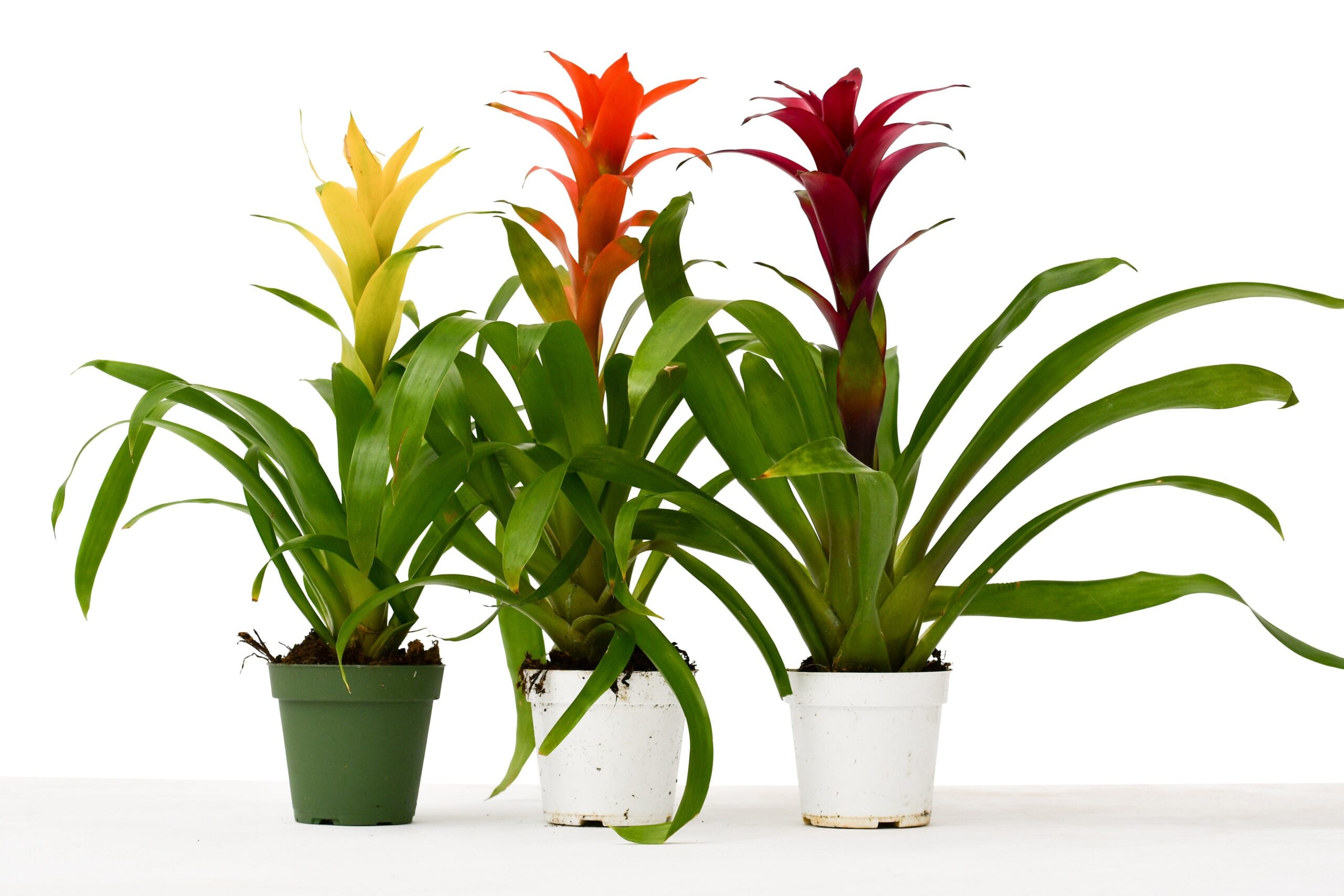 Three vibrant plants in small pots on a white background are showcased at the best garden nursery near me.