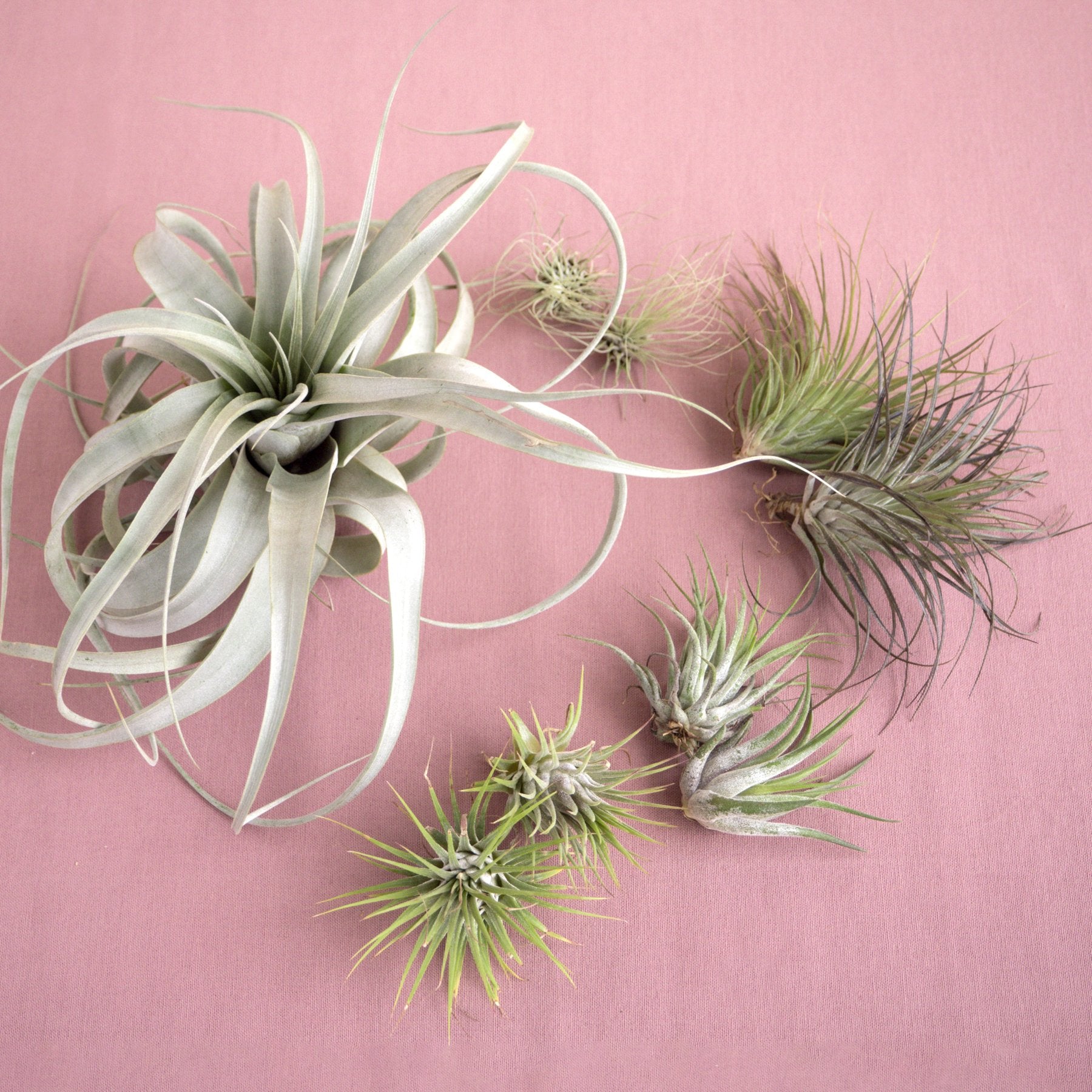 A vibrant display of air plants on a pink background at the best plant nursery near me.
