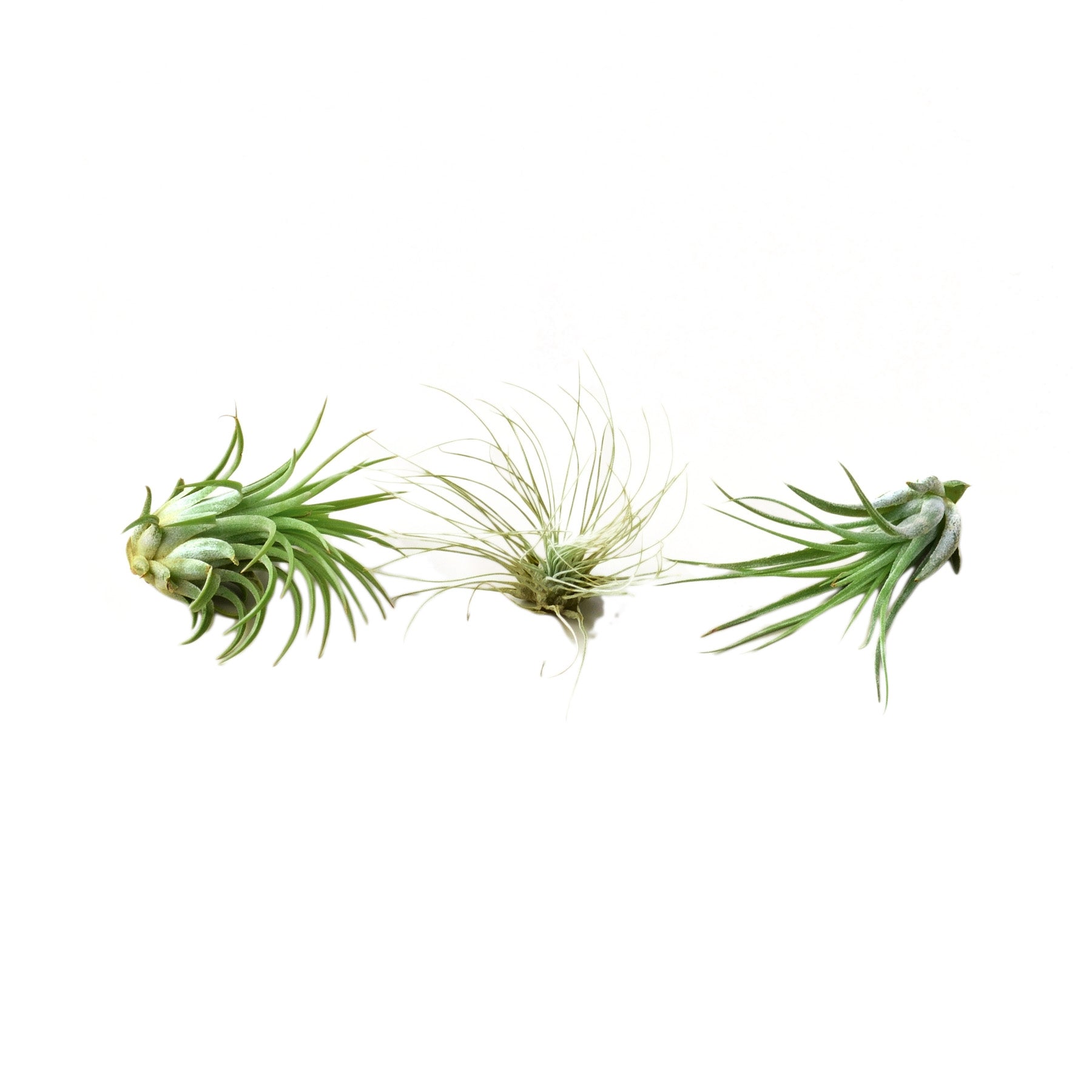 Three air plants on a white background at the best plant nursery near me.