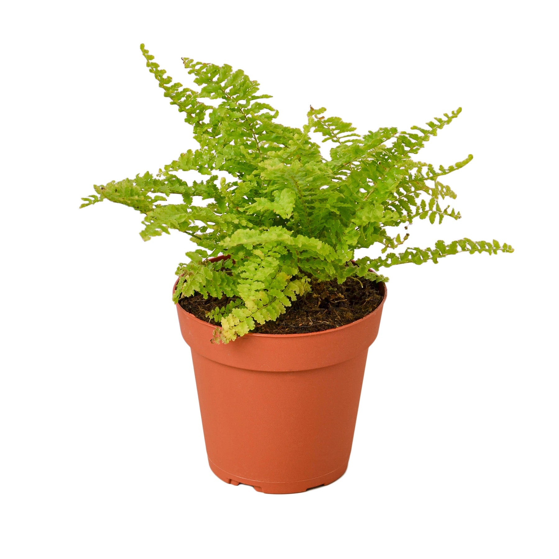 A fern plant in a pot on a white background at a garden center near me.
