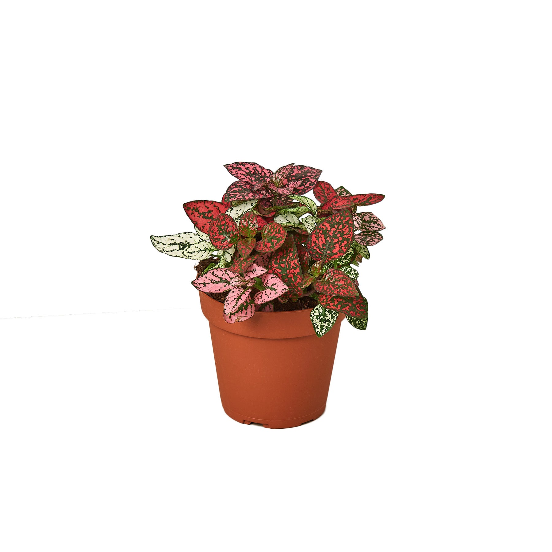 A vibrant red and white plant in a lovely pot on a pristine white background.