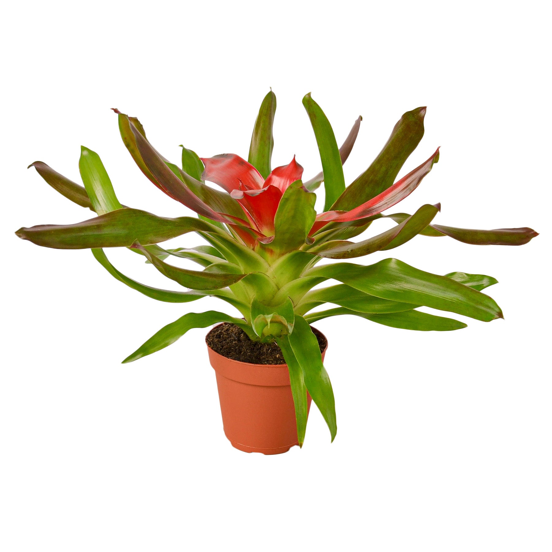 A red plant in a pot on a white background, available at the best garden center near me.