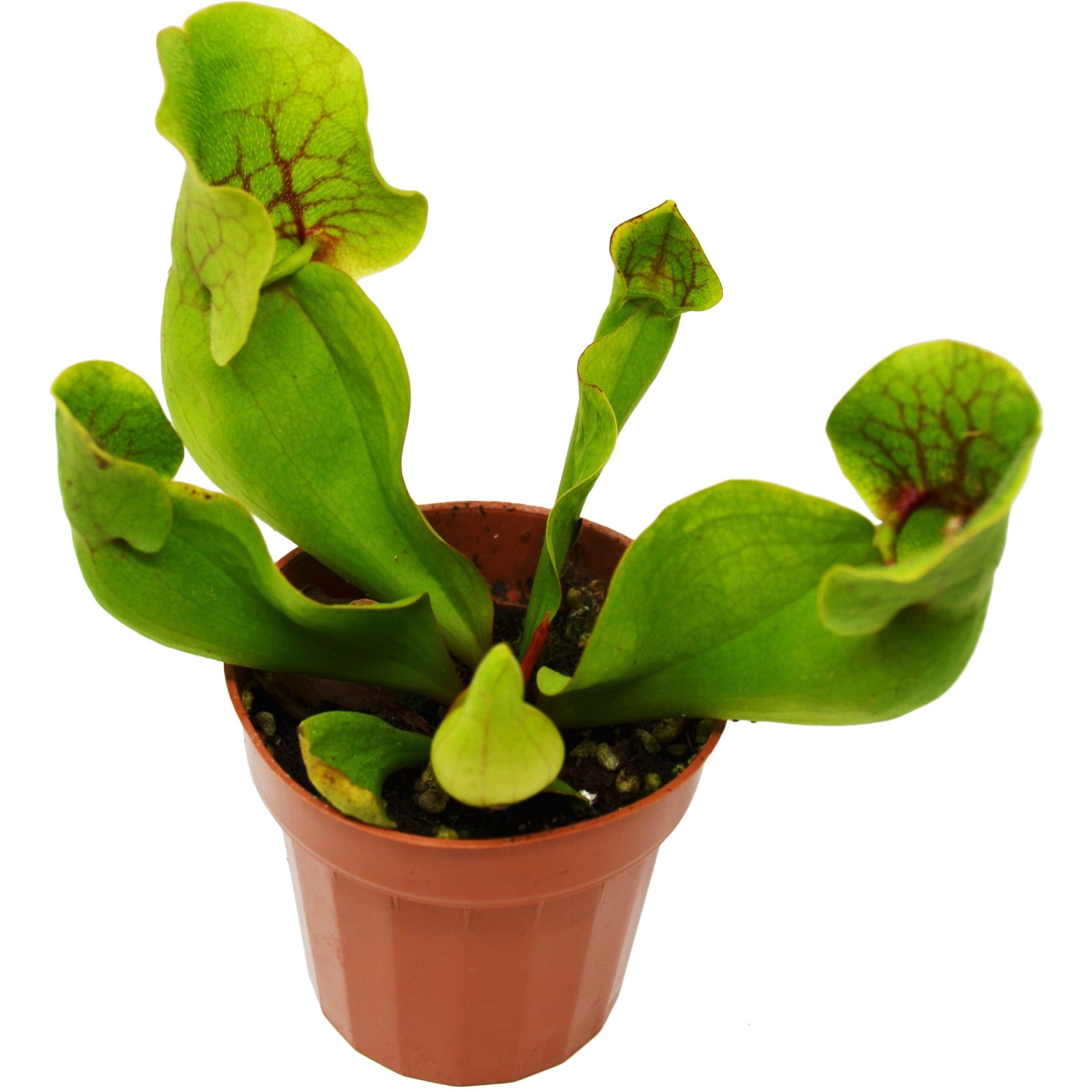 A pitcher plant in a pot on a white background, available at the best plant nursery near me.