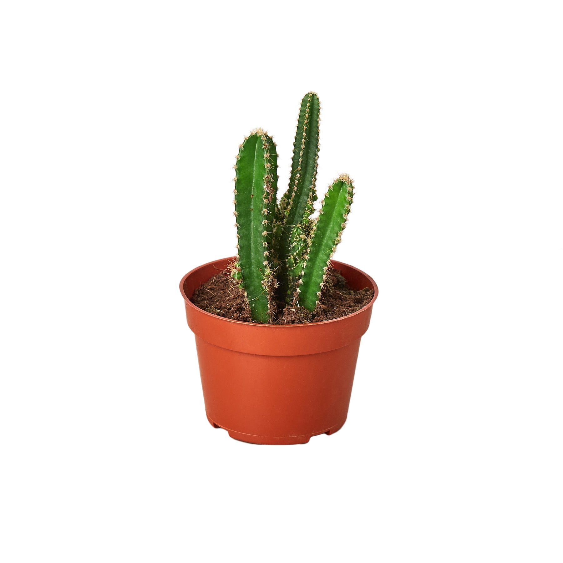 A cactus in a pot on a white background, purchased from one of the best plant nurseries near me.