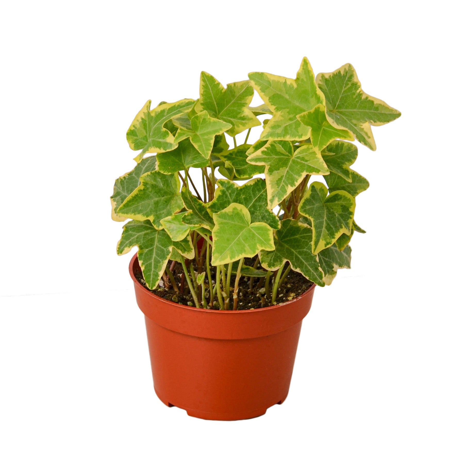 Ivy plant in a pot on a white background surrounded by top garden centers.