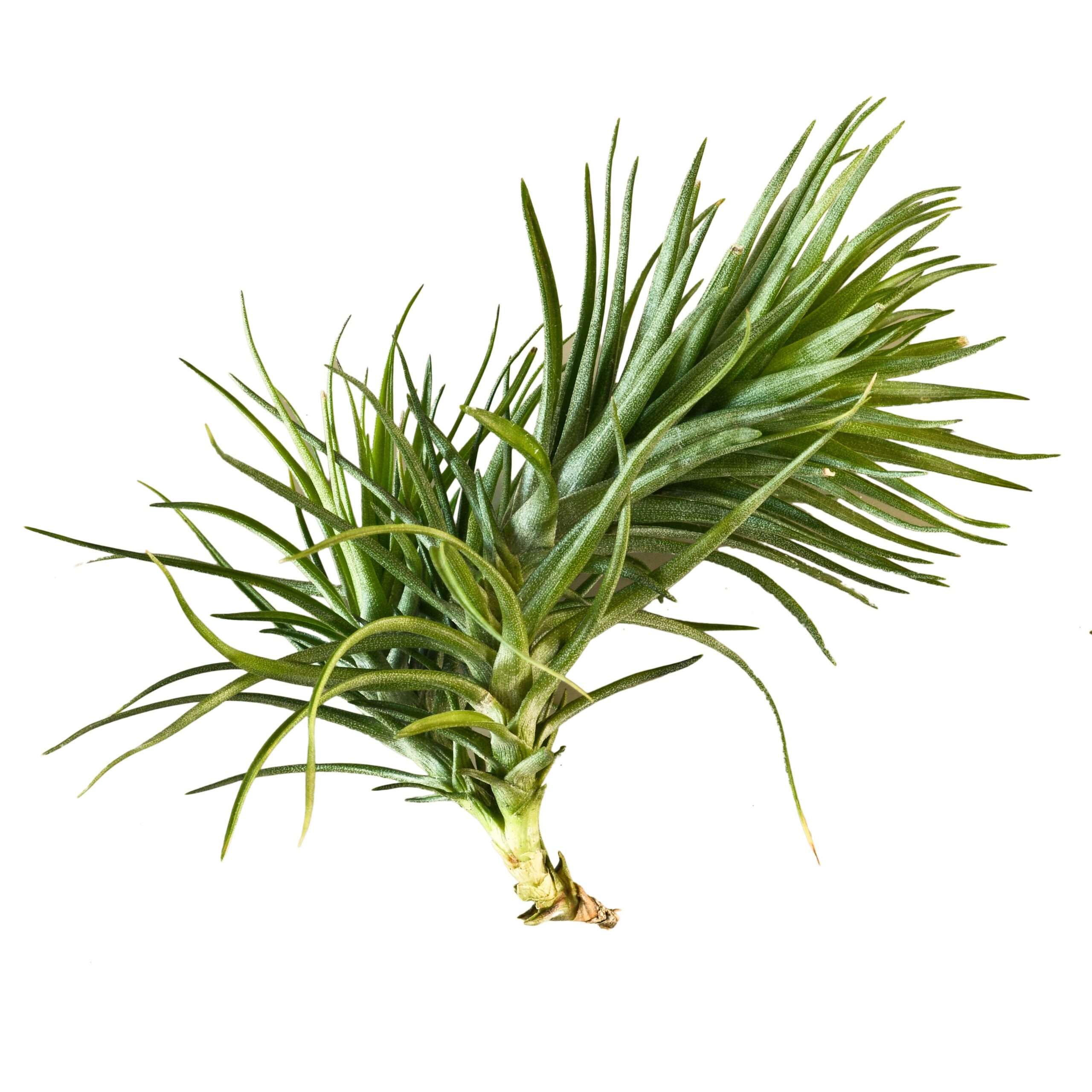 An air plant on a white background at one of the top plant nurseries near me.