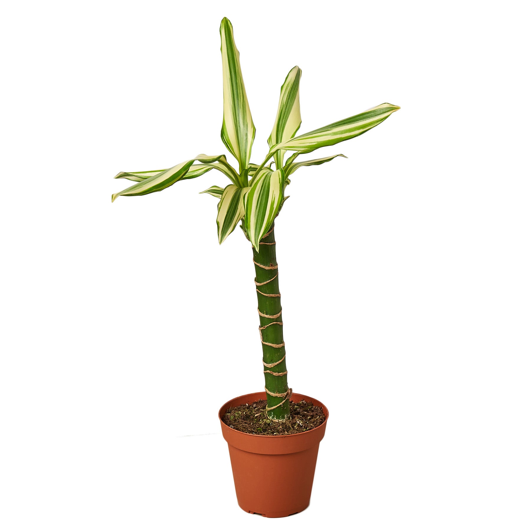 A potted plant with a green and white stripe, perfect for your garden.