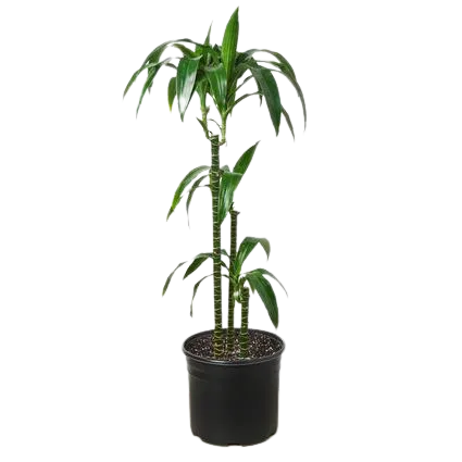 A small plant in a black pot against a black background at the best garden nursery near me.