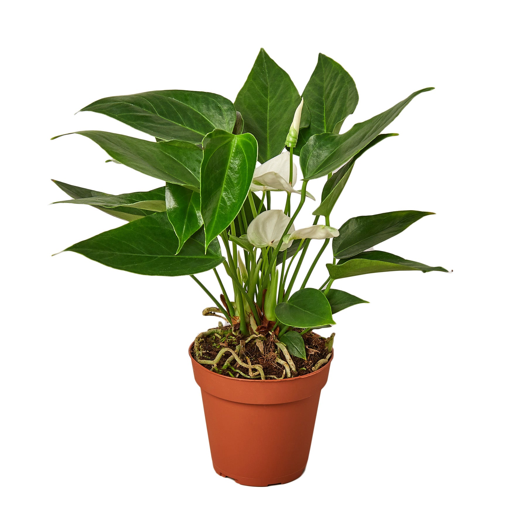 Peace lily in a pot on a white background, available at the best garden center near me.