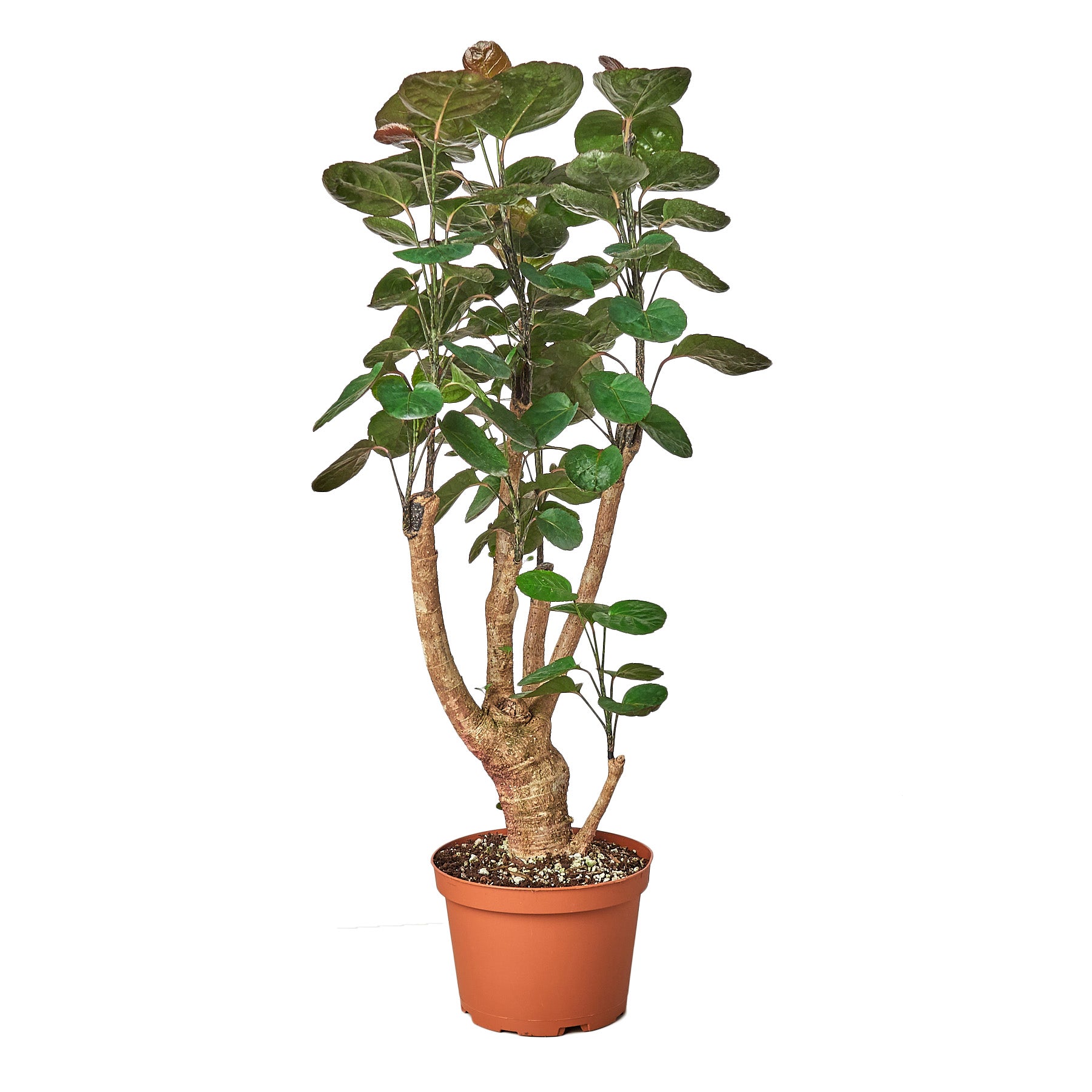 Fiddle leaf fig tree in a pot on a white background available at the best garden nursery near me.