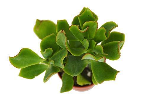 A small plant in a pot with a white background at one of the best garden nurseries near me.