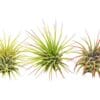 Three air plants on a white background at the best garden nursery near me.