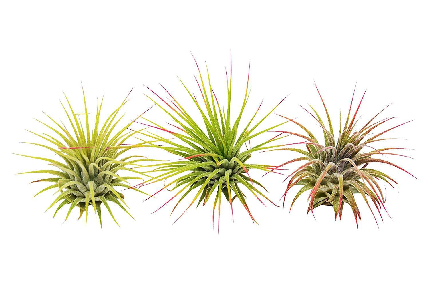 Three air plants on a white background at the best garden nursery near me.