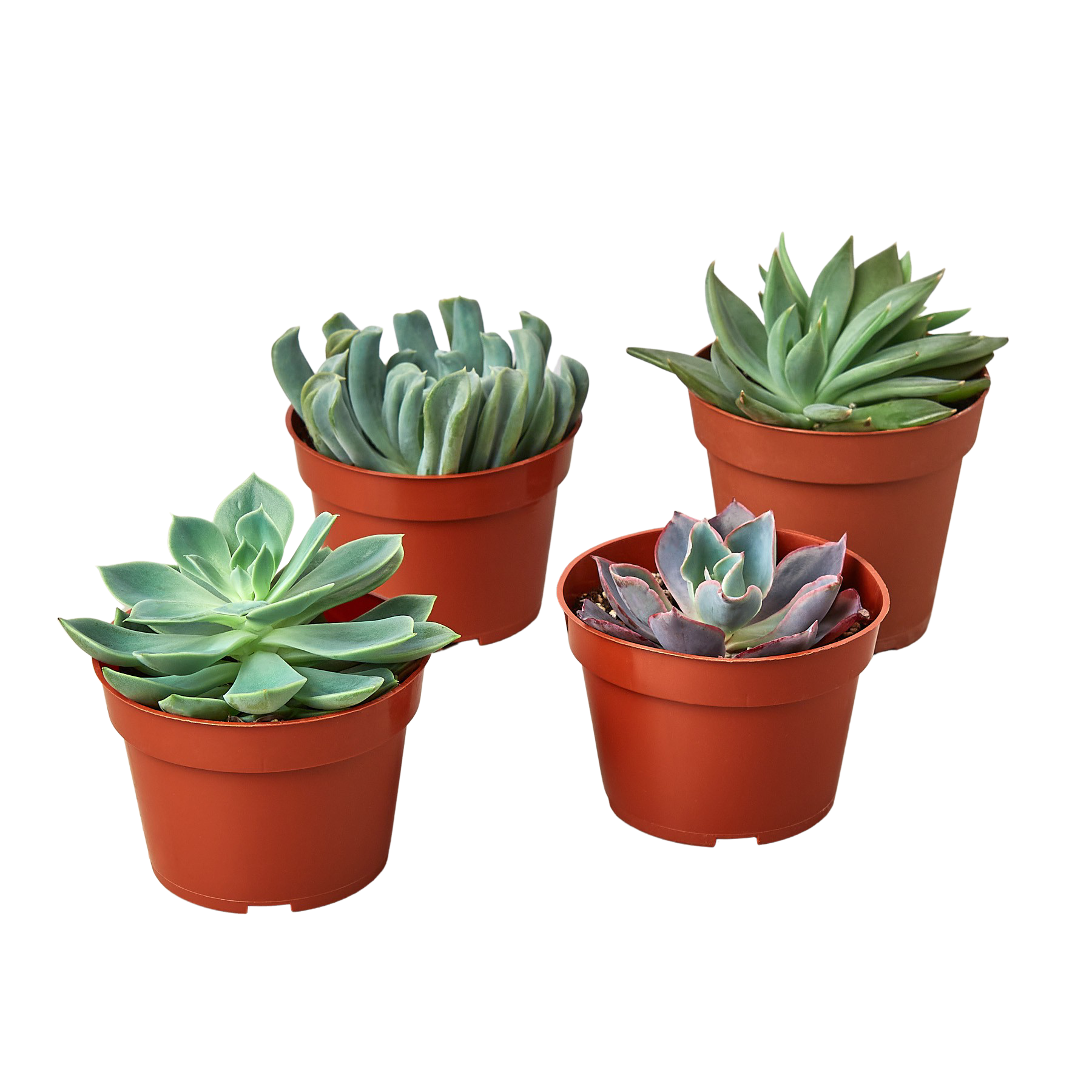 Four succulents in pots on a black background at one of the best plant nurseries near me.