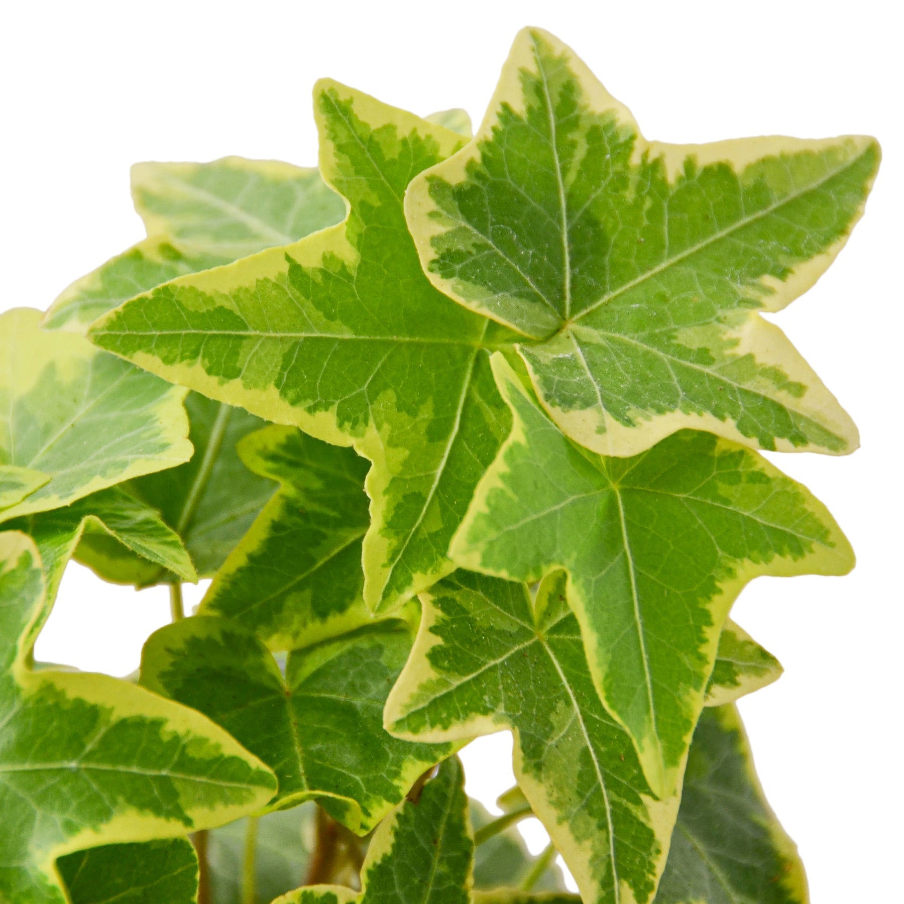 A lush ivy plant with vibrant green leaves against a clean white background.